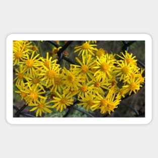 Yellow Daisies in Loyal Friendship Despite Obstacles Sticker